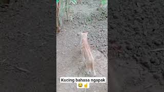 Download lagu ada yang tau bahasa ngapak😂 #cats #kucingviral #kucinglucu #kucing #fyp mp3 Download lagu ada yang tau bahasa ngapak😂 #cats #kucingviral #kucinglucu #kucing #fyp mp3