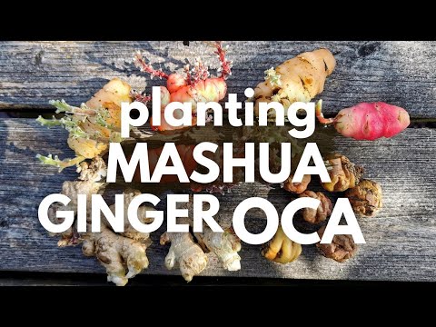 Planting Oca, Mashua and Ginger