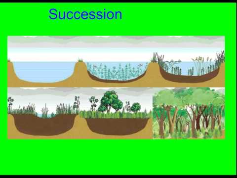 Ecology Test Review