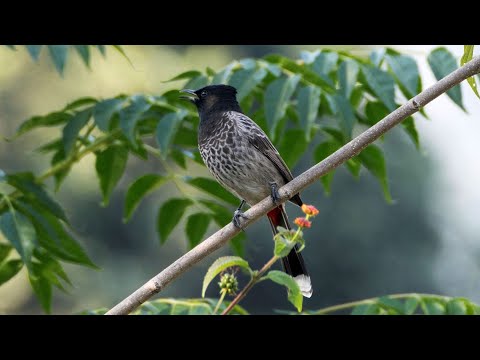 Bulbul červenotrtáčový (Pycnonotus cafer) — video o speve a chove