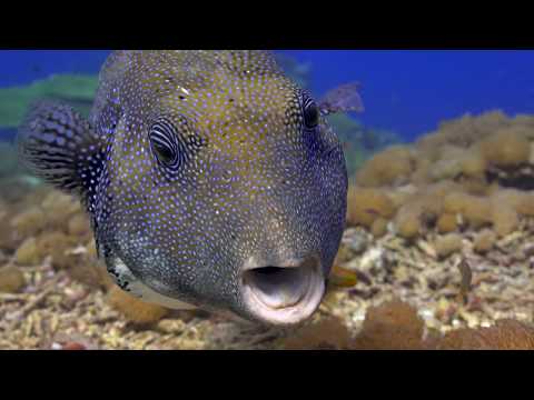 Autodesk Developer Blog : Forum Français and Treeview Performance