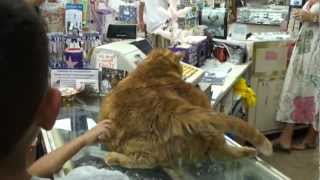 preview picture of video 'Chester, the cat from Port Aransas'