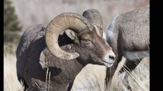 preview picture of video 'pictures of bighorn sheep'