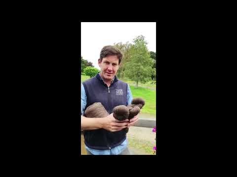 Wool Shop Tour - Big Wool Show 2022