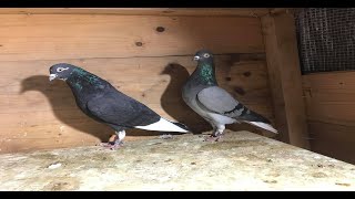 Tipplers Pigeons Shannon Bwoden Mahutian Werf Gordon Hugh’s 2020