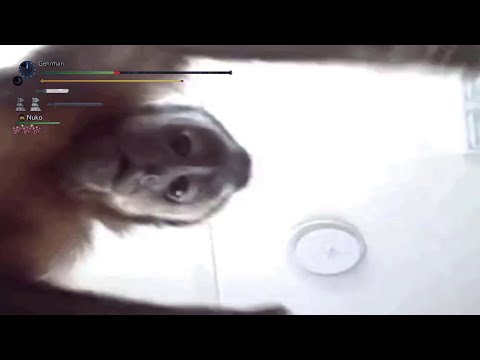 Fighting Tempered Furious Rajang for the first time