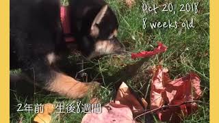 【Hana369】2YEAR ANNIVERSARY/うちの仔記念日💕〜2周年〜