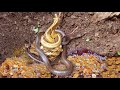 Underground treasures and ferocious snakes protect | Gold treasure Hunt Metal Detecting Videos
