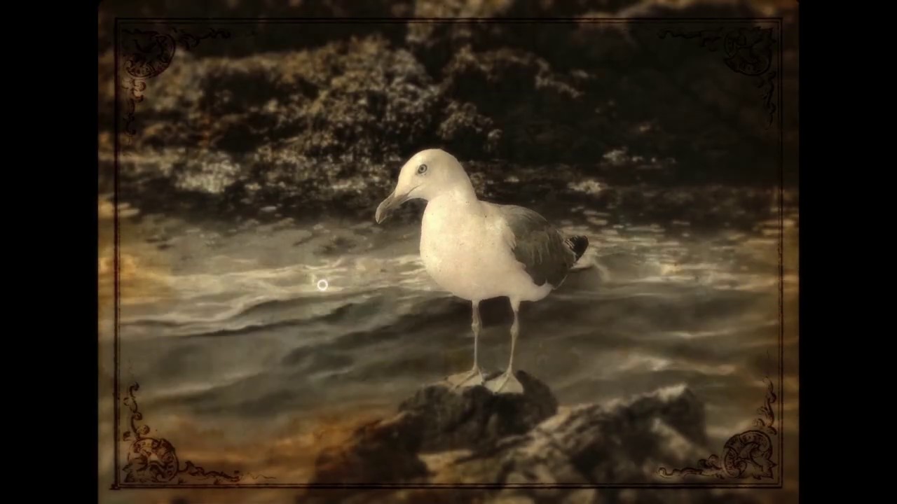 Lammana – Birds of Looe Island teaser