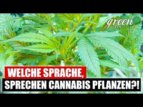 , title : 'Wie kommunizieren Cannabis Pflanzen ?'