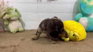 ミニチュアダックスの動画01