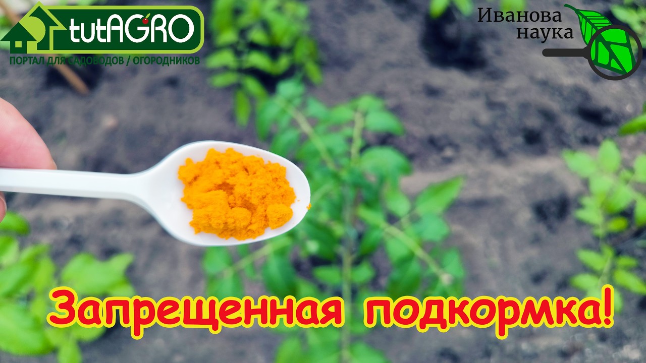 🍅 Эта подкормка ЗАПРЕЩЕНА! Даже 1 ложка лишит вас УРОЖАЯ и отнимет весь ваш т