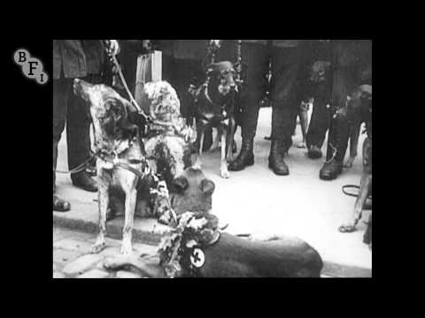 Red Cross Dogs