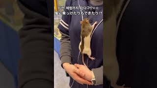 【韓国🇰🇷】韓国の室内動物園って!?😳💭광주에 이렇게 재밌는 장소가 있다구!?🐰 #korea #韓国 #동물 #animal#かわいい #癒し#韓国生活#動物園#실내동물원#韓国旅行