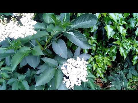 download lagu mp3 mp4 Elderflower Thistle, download lagu Elderflower Thistle gratis, unduh video klip Elderflower Thistle