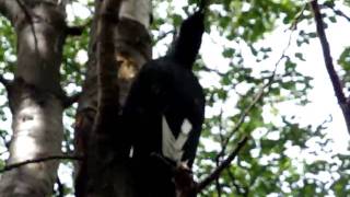 preview picture of video 'Pajaro carpintero / Woodpecker'
