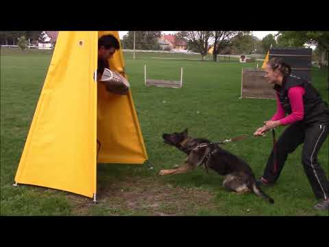 Enrique Hnědoočko - protection - 8 months