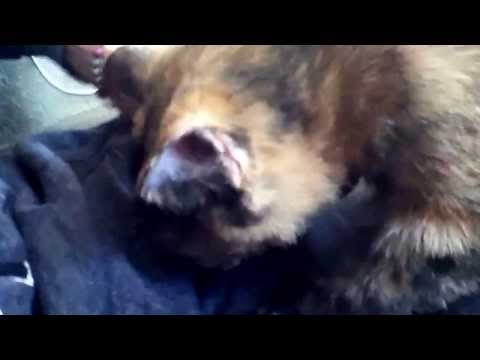 My cat is sooo affective