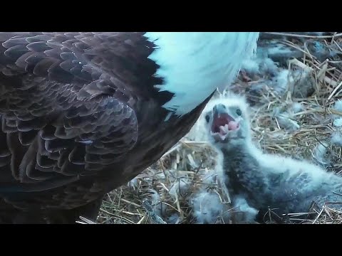 Decorah NN~Early morning nest activities~ 6:17 am 2020/04/17