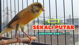 Download lagu KENARI GACOR Panjang - PANCINGAN Kenari Paud Belajar BUNYI - KENARI Belajar BUNYI Ngeriwik mp3 Download lagu KENARI GACOR Panjang - PANCINGAN Kenari Paud Belajar BUNYI - KENARI Belajar BUNYI Ngeriwik mp3