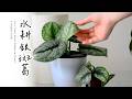 手把手帶您水耕栽培銀斑葛🌿乾淨簡單又容易養護 let s grow silver pothos in water a simple guide 室內植物