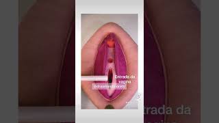 Download lagu Anatomia mp3
