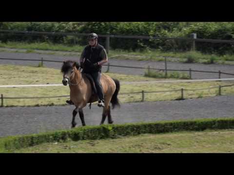 Blíðfari von Aegidienberg - ehemaliges Verkaufspferd