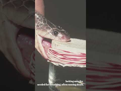 ‘Unparalleled’ Universal Snake Antivenom Developed from Man Bitten Over 200 Times #Antivenom