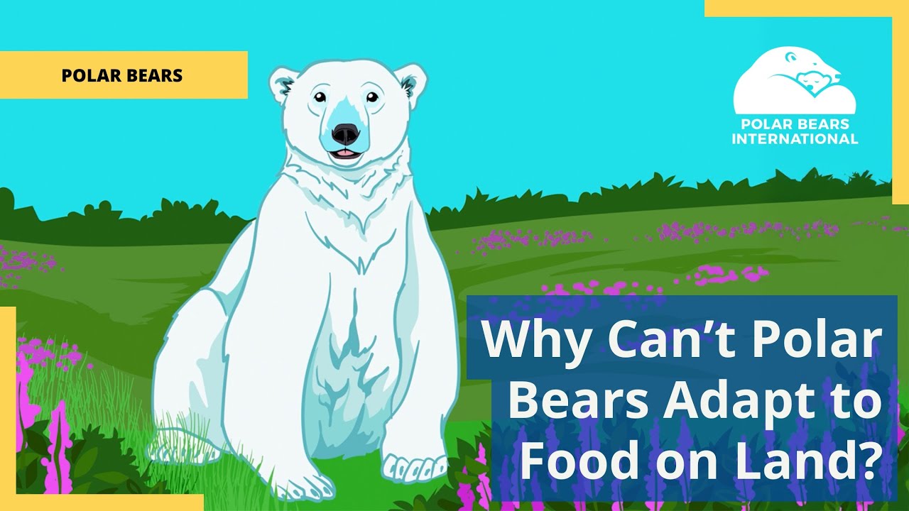 Why Can't Polar Bears Adapt To Food on Land?