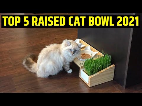 Cat Feeding Bowl : Best 5 Raised Cat Bowl 2021 (Buying Guide)