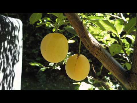 Impressionen aus dem Paradies vor der Haustüre.mpg