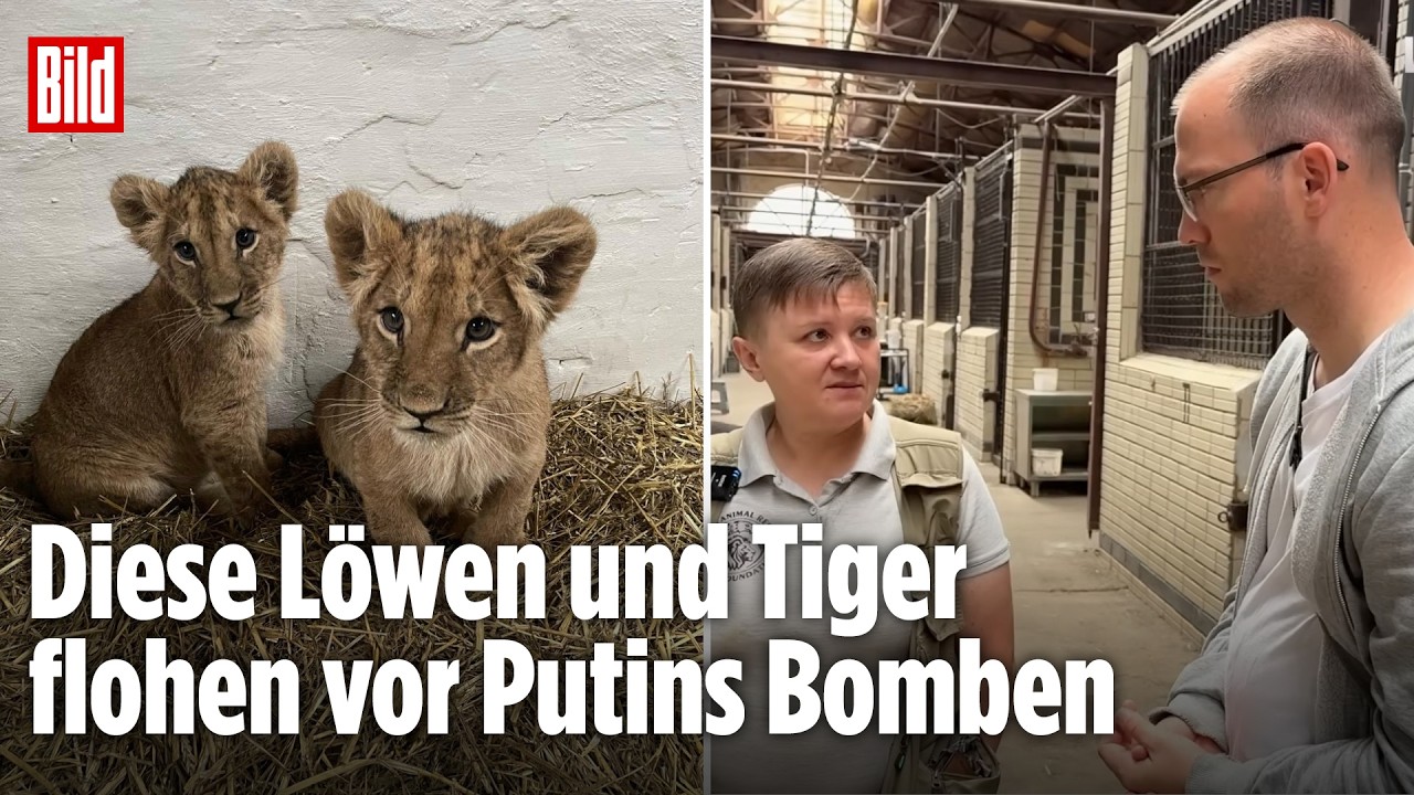 Kiew: Natalia rettete Löwen und Tiger vor Putins Bomben | BILD-Lagezentrum VOR ORT