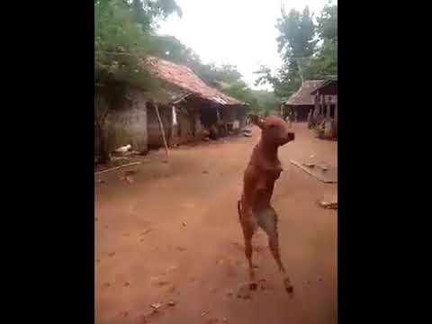 ولادة عجل في #كمبوديا فاقد لأطرافه الأمامية