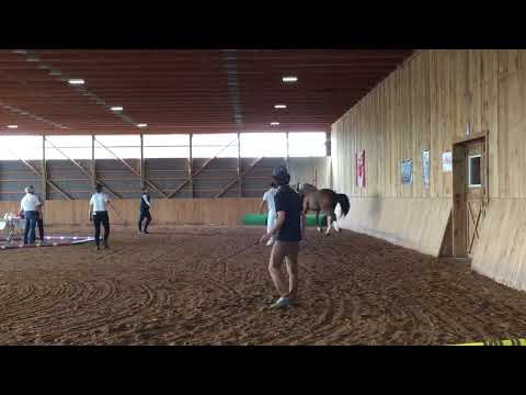 KWPN-NA Keuring 2022 -Nora-Dessa by Franklin