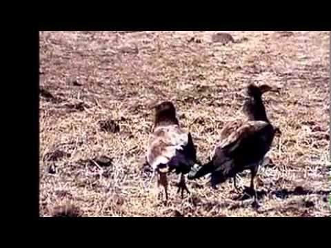 Gyps bengalensis White-rumped Vulture Bandhavgarh