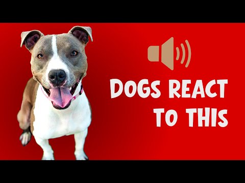 Sounds for Happy Dogs | Reaction Guaranteed 🐶