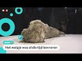 Gevonden leeuwtje blijkt 28.000 jaar oud