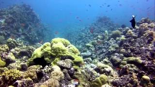 Turtle Cove