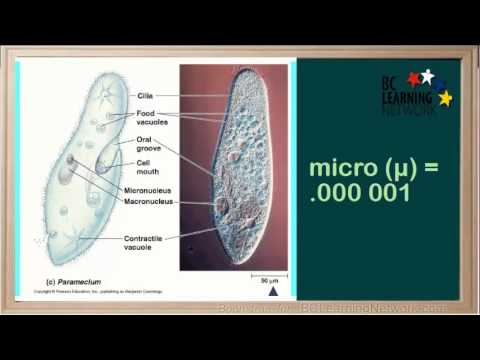WCLN - SI Units - Chemistry