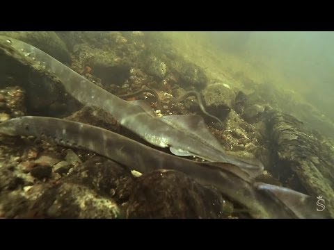 Brook lamprey