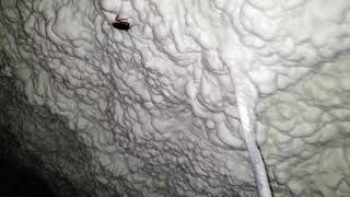 Sounds of a cockroach on attic foam