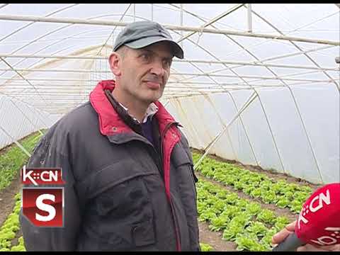 Povrće u zaštićenom prostoru