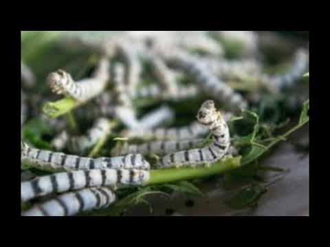 Important Stages in the Life Cycle of a Silkworm
