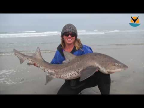 Bramble shark encountered off Namibia