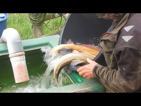 21. juli: Dagens anden udsætning/Der zweite Besatz mit Forellen/The second stocking with fish today