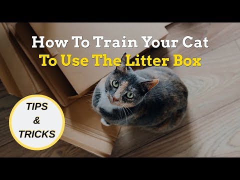 How to Train Your Cat to Use the Litter Box | Tips & Tricks
