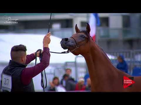 N.27 RABDAN AL MAHA - Bergamo 2017 - Yearling Colts (Class 2B)