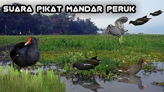 Download lagu Suara pikat mandar/ peruk memanggil kawanan mp3