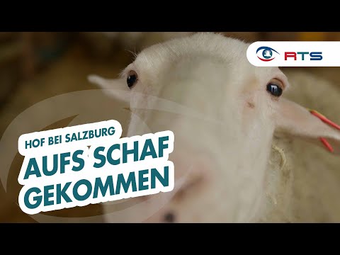 , title : 'Wie der Kehlbauer von Kühen auf Schafe umgesattelt ist'