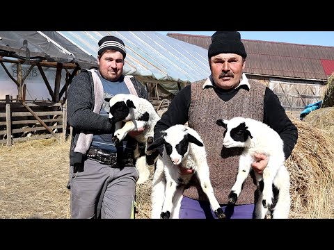 , title : 'La FERMA familiei IACOB din Negrilești, Bistrița | Oile MAME și peste 350 de MIEI - SUPER VIDEO 2023'